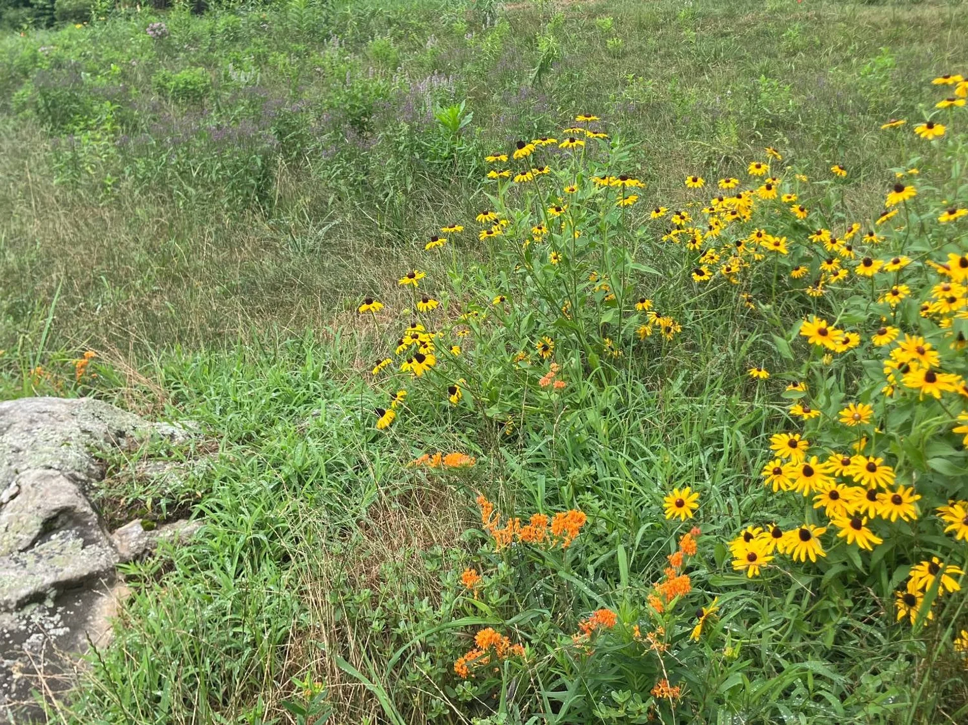 Black-eyed Susans and orange butterfly weed in a wildflower meadow