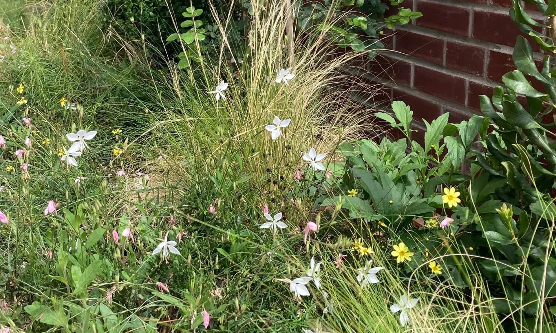 White gaura, feather grass, and yellow coreopsis in a layered planting along a brick wall